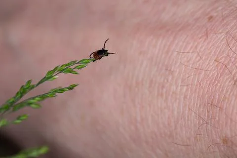 Tick on grass. Stock Photos