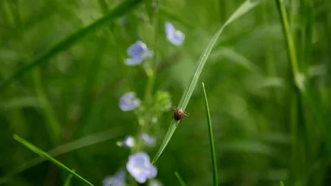 Tick on grass sunny day Video stock 201285394