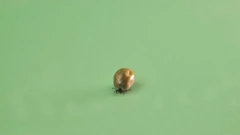 Tick on a green background.Mite macro. Stock Footage 235931439