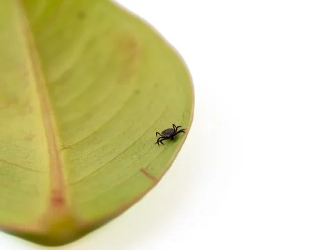 Tick on a green leaf on a white background. Dog tick. Stock-Fotos