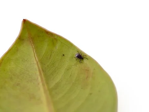 Tick on a green leaf on a white background. Dog tick. Stock-Fotos