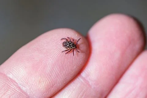 Tick on the Hand Stock Photos