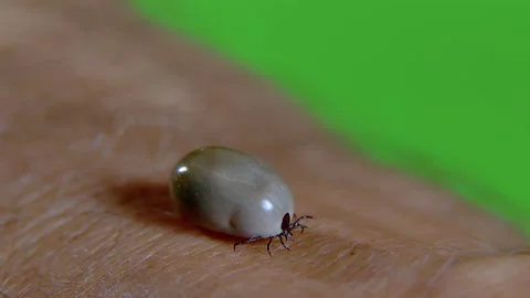 Tick infected with lime disease before biting a person. Stock Footage 199628870