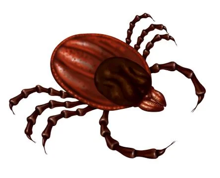 Tick Insect Stock Illustration