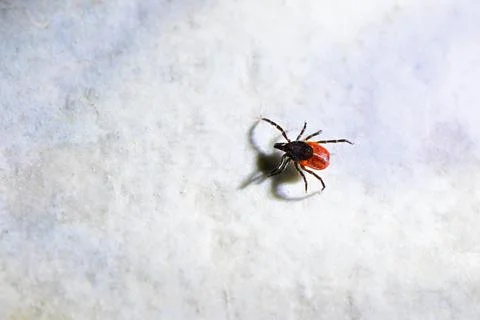 Tick insect isolated on clean white background. Stock Photos