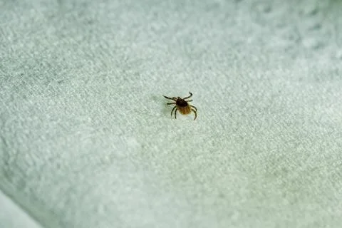Tick insect on plain white background in sharp detail Stockfoto's