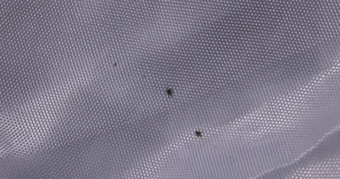 Tick invasion in the forest, 4K Stock Footage 244391911