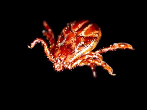 Tick isolated on a black background. Insect carrier of diseases. Stock Photos