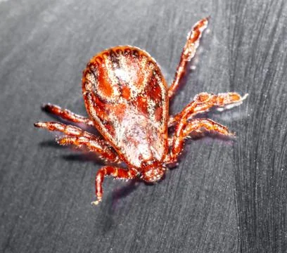 Tick isolated on a black background. Insect carrier of diseases. Stock Photos