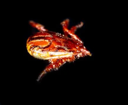 Tick isolated on a black background. Insect carrier of diseases. Stock Photos