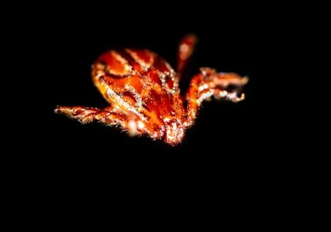 Tick isolated on a black background. Insect carrier of diseases. Stock Photos