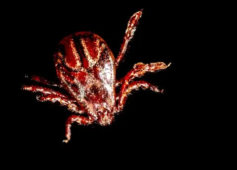 Tick isolated on a black background. Insect carrier of diseases. Stock Photos
