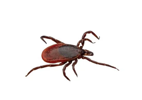 Tick, isolated with clipping path Stock Photos
