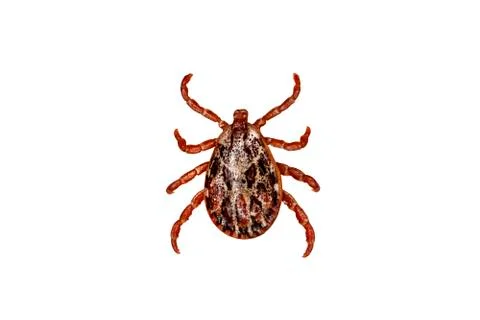 Tick isolated over white background. Tick is the common name for the small ar Stock Photos