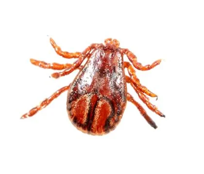 Tick isolated on a white background. Insect carrier of diseases. Stock Photos