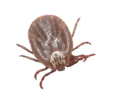 The tick is isolated on a white background. Stock Photos