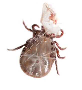 The tick is isolated on a white background. Stockfoto's