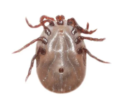 The tick is isolated on a white background. Foto stock