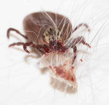 The tick is isolated on a white background. Stock Photos