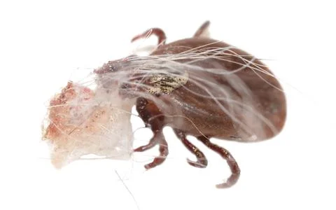 The tick is isolated on a white background. Stock-Fotos