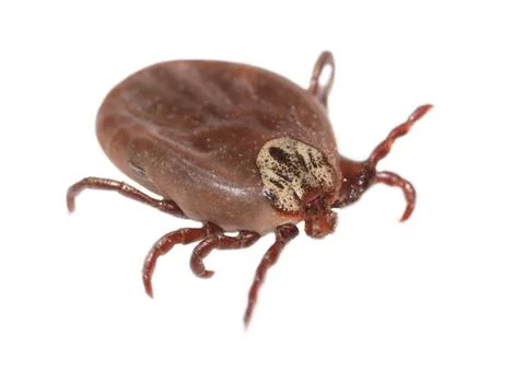 The tick is isolated on a white background. Stock Photos