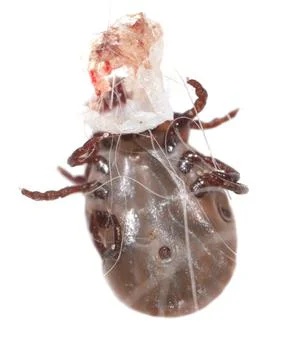The tick is isolated on a white background. Stock Photos