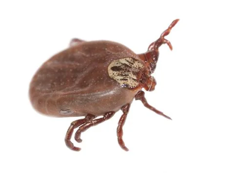 The tick is isolated on a white background. Stock Photos