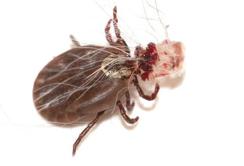 The tick is isolated on a white background. Stockfoto's