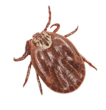 The tick is isolated on a white background. Stock-Fotos