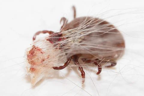 The tick is isolated on a white background. Foto stock