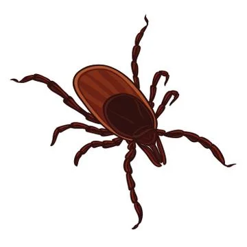 Tick isolated on white background. Tick parasite Stock Illustration