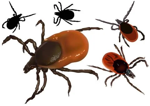 Tick (Ixodes Ricinus) Tick (Ixodes Ricinus) - Colored Illustration, Vector... Stock Photos