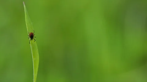 Tick (Ixodes ricinus) waiting for its victim on a grass blade Stock Footage 113137843