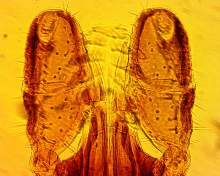 Tick (Ixodes sp.) chelicerae and pedipalps - permanent slide plate Stock Photos