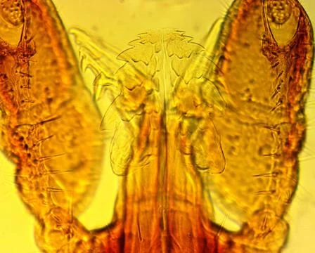 Tick (Ixodes sp.) chelicerae and pedipalps - permanent slide plate Stock Photos