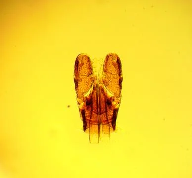 Tick (Ixodes sp.) chelicerae and pedipalps - permanent slide plate Stock Photos
