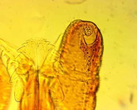 Tick (Ixodes sp.) chelicerae and pedipalps - permanent slide plate Foto stock