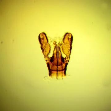 Tick (Ixodes sp.) chelicerae and pedipalps - permanent slide plate Stock Photos