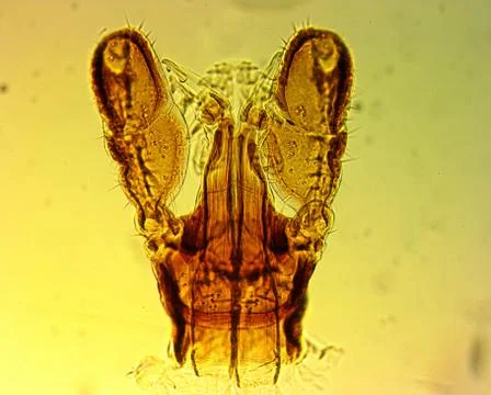 Tick (Ixodes sp.) chelicerae and pedipalps - permanent slide plate Stock Photos