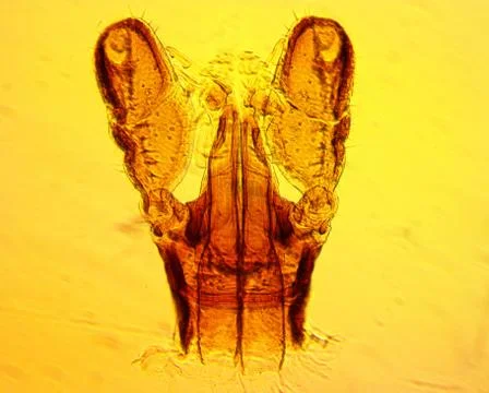 Tick (Ixodes sp.) chelicerae and pedipalps - permanent slide plate Stock Photos
