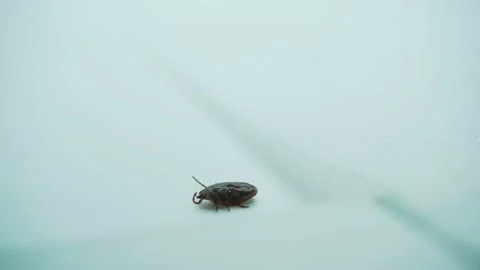 A tick (ixodic dermacentor) lying on its back trying to stand back on its feet. 库存影片 213966273