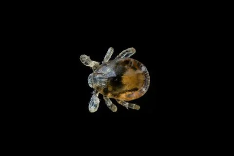Tick larva Stock Photos