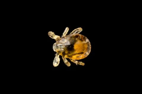 Tick larva Stock Photos