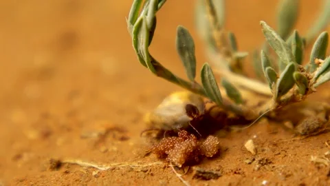 Tick laying eggs in soil macro close up parasite reproduction scene HD Video stock 333101887