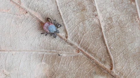 TICK ON LEAF, MITE, parasite 스톡 동영상 267088605