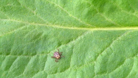Tick on the leaf. Ornate sheep tick creeping. 4K Stock Footage 123086774
