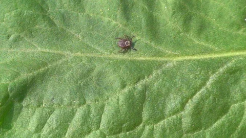 Tick on the leaf slow motion, 240 fps. Tick-borne disease vector Stock Footage 123122072