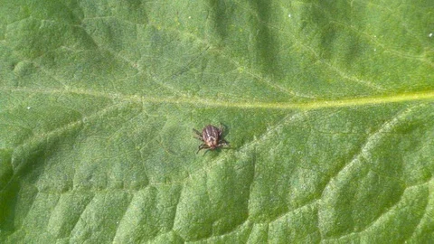 Tick on the leaf slow motion, 240 fps. Tick crawling close up Stock Footage 123122076
