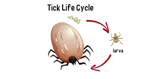 Tick Life Cycle Animation | Stock Video | Pond5