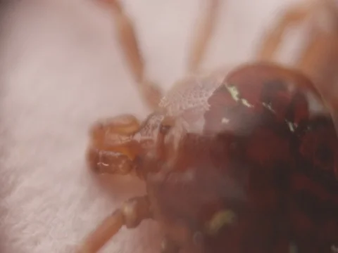 Tick lifts head 動画素材 77553875